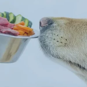 Armonie-animali-alimentazione-cane