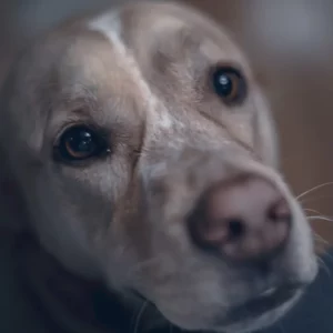 Armonie-animali-lo-spazio-di-relazione