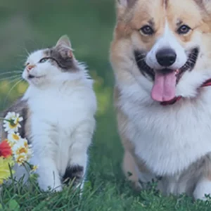 Armonie-animali-Vincere la paura con i Fiori di Bach