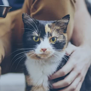 Armonie-animali-alimentazione-gatto