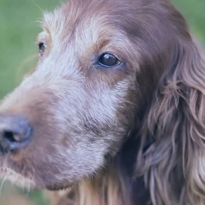 Armonie-animali-corso cane anziano