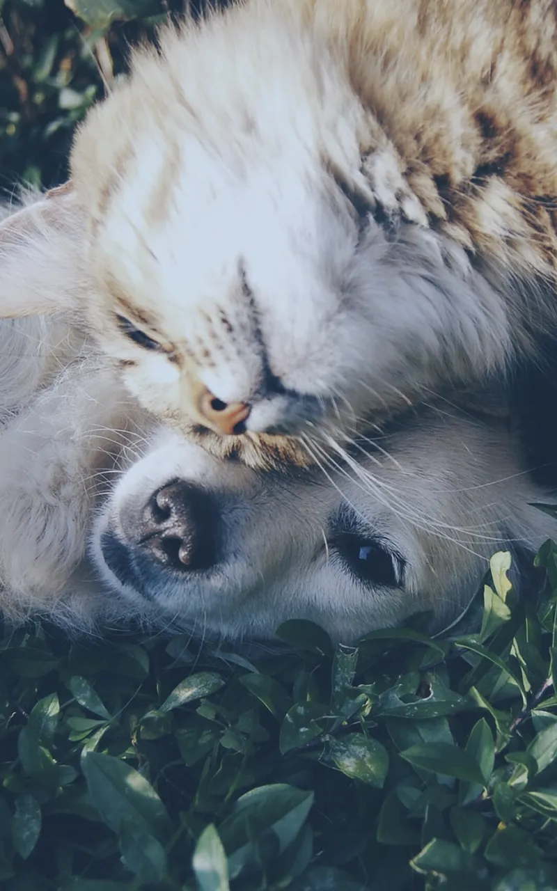 armonie animali corsi seminari