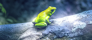 armonie-animali-diventa-socio-menu