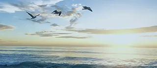 armonie-animali-formazione-menu