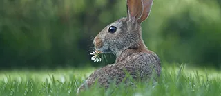 armonie-animali-missio-vision-menu