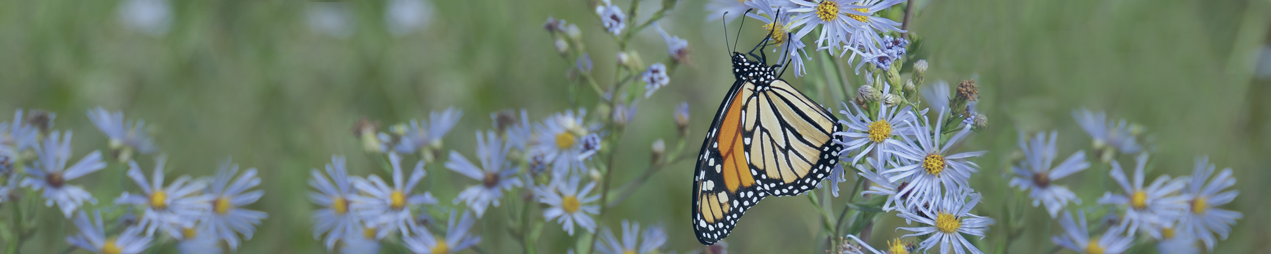 Vantaggi Socio Professionista